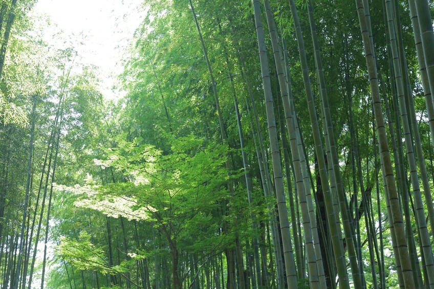Show item 1 of 5. Mishima, Numazu & Shuzenji: 1 day Private Tour with Driver