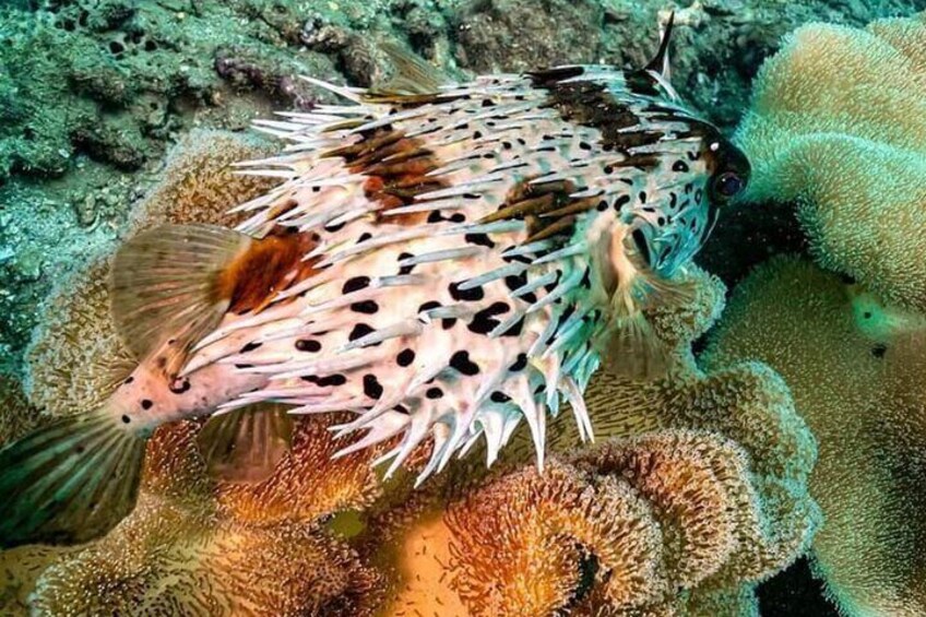 Corals in Cham Island