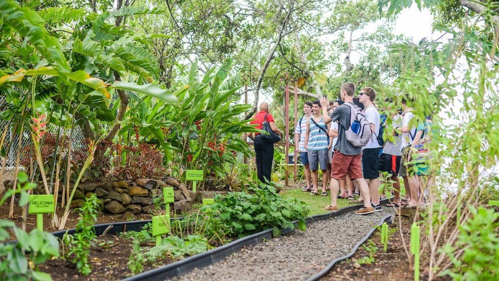 Local garden at Saint Lucia