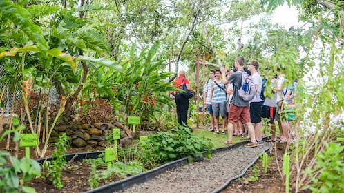 Essence of St. Lucia: Gardens & History Tour