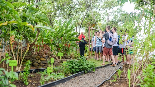 Essence de Sainte-Lucie : Jardins et visite de l’histoire