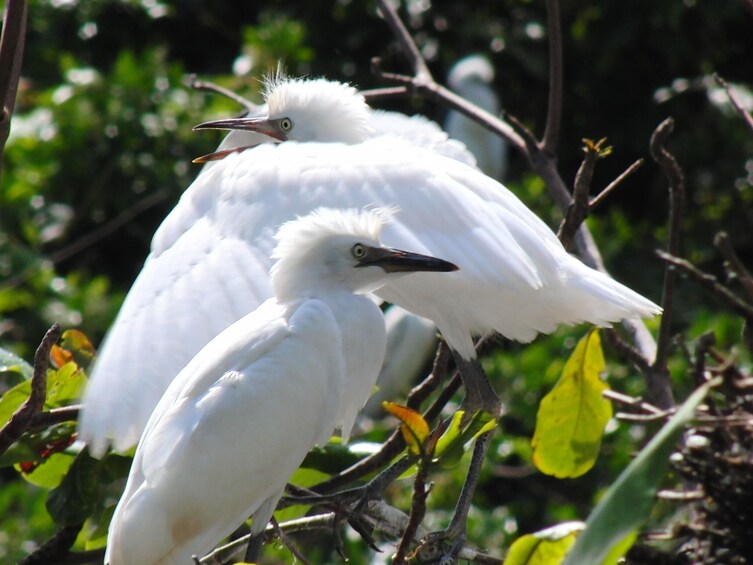 Tropical Bird Watching