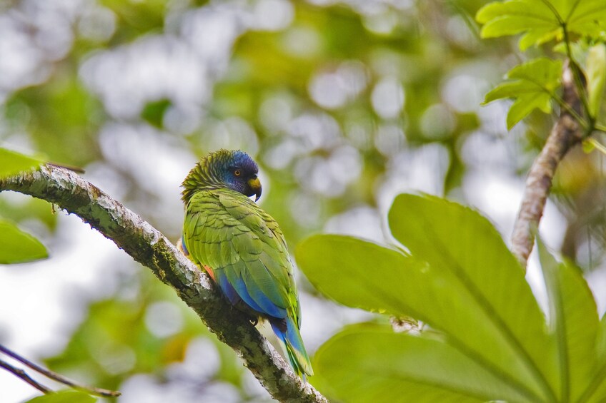 Tropical Bird Watching