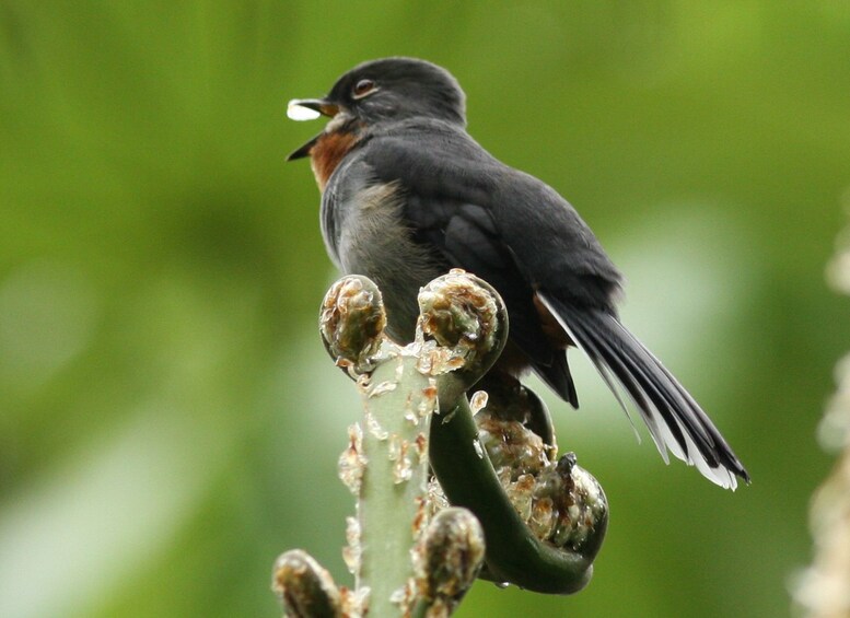 Tropical Bird Watching