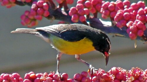 Observation des oiseaux tropicaux