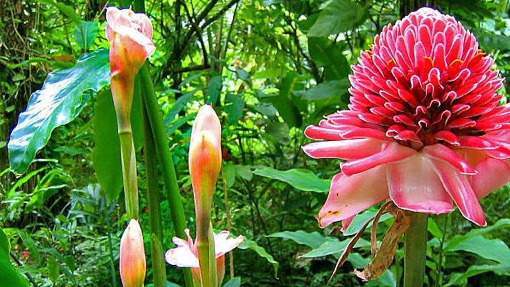 Soufriere wilderness in Saint Lucia