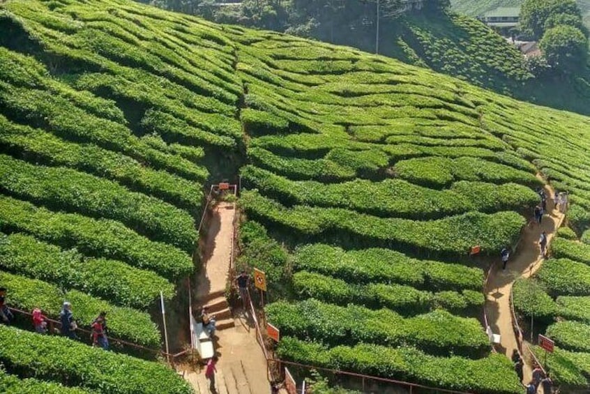 Tea Plantation to wander around
