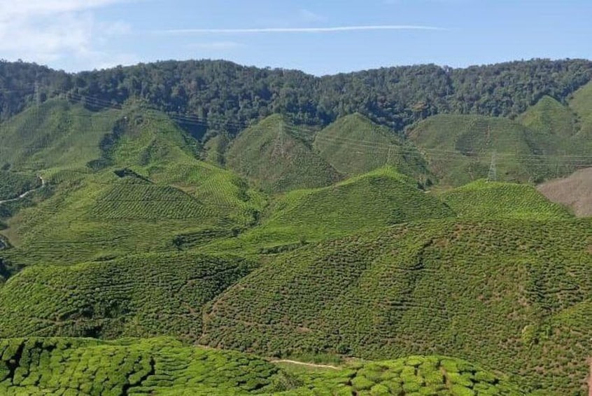 Green view of Tea Plantation high above the highlands