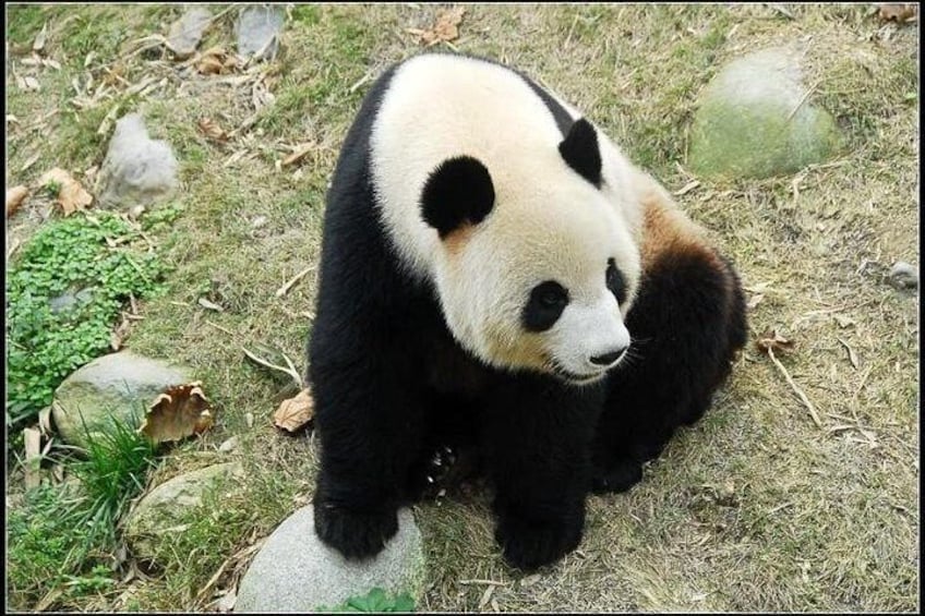 Panda Tour and Chengdu Food Adventure