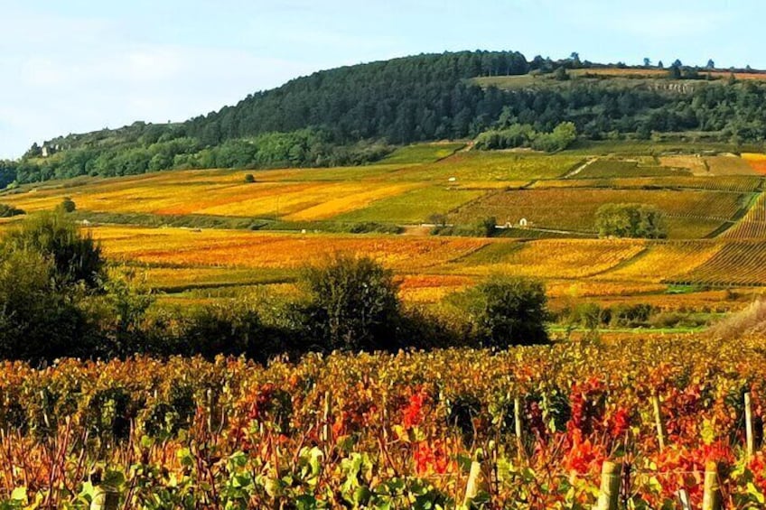 Private tour in Burgundy with your professional guide!