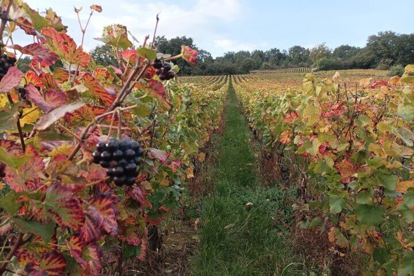 Private tour in Burgundy with your professional guide!