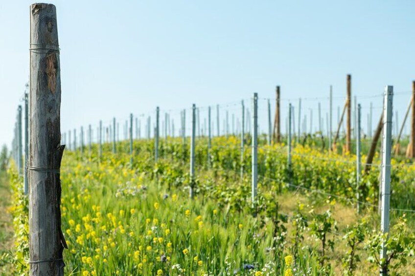 Monferrato (Asti): Wine Tour with light lunch picnic in the vineyards