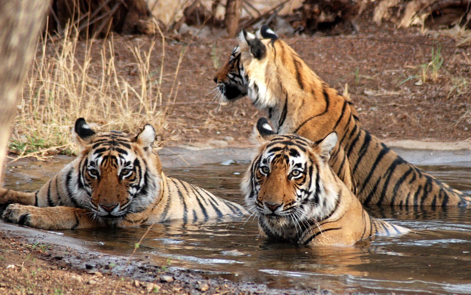 Wildlife Safari India