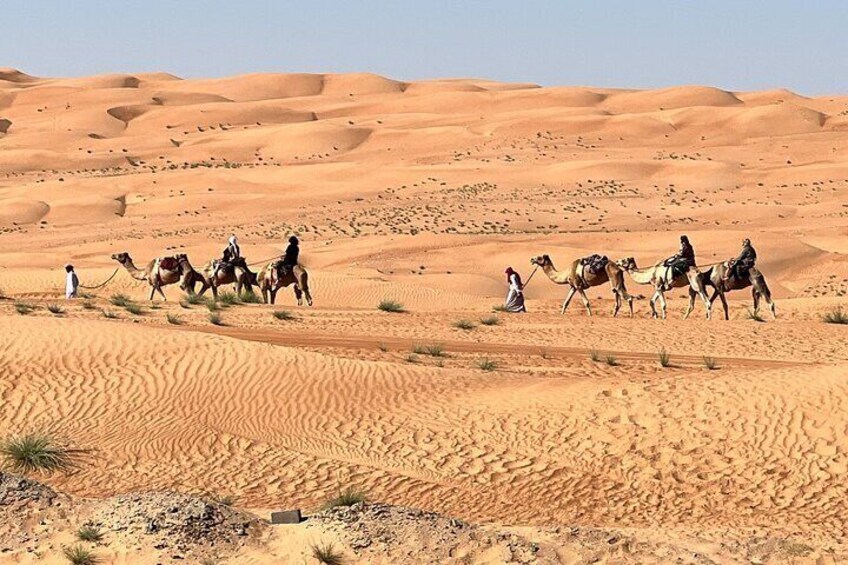 Camels on Wahiba Sands