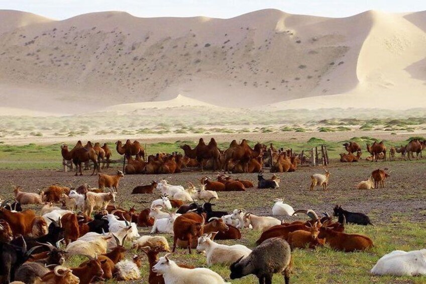 15 days Combination of Gobi and Central Mongolia