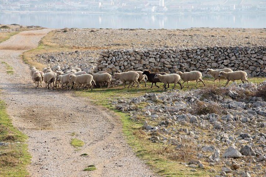 Private Day Trip To Pag Island and Nin Saltworks from Zadar