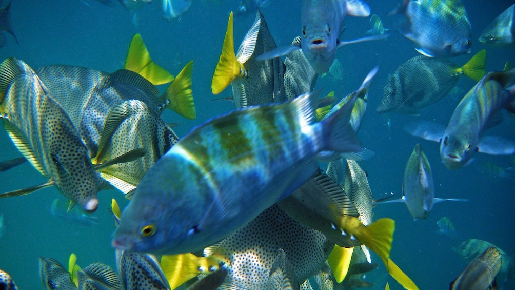 Sea creatures in Los Cabos