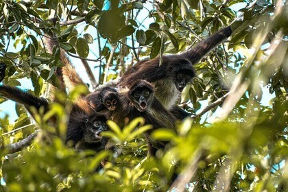 Tulum Ruins, Turtles in Akumal and Cenote tour