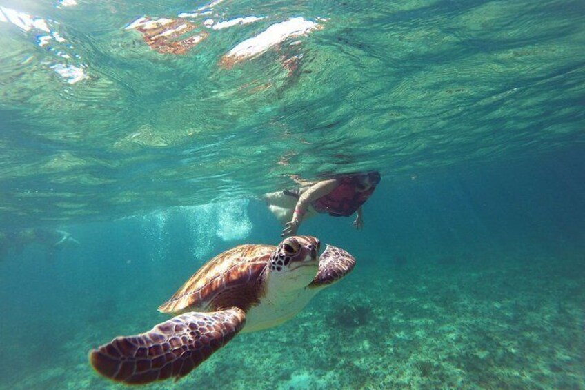 Snorkeling with turtles