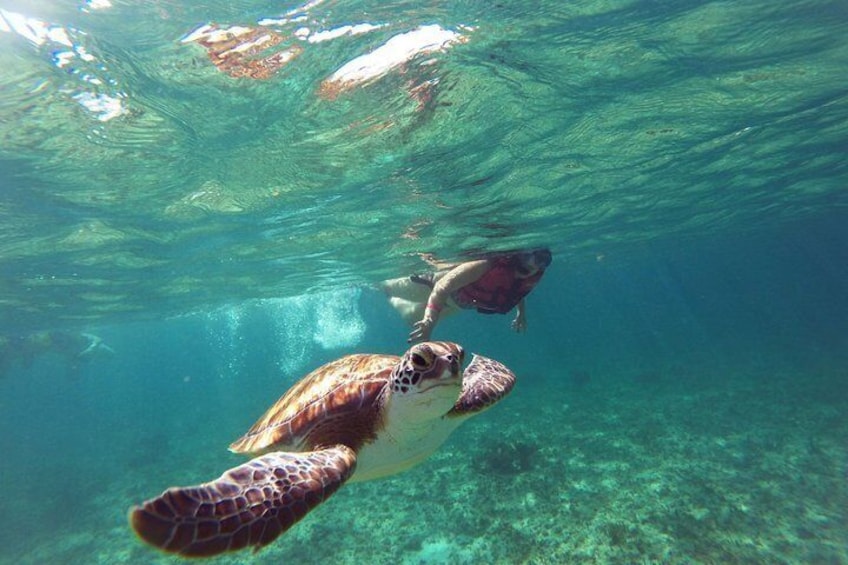 Snorkeling with turtles