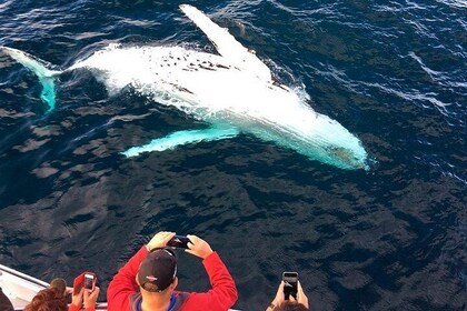 Avistamiento de Ballenas & Delfines en Crucero en Puerto Vallarta Todo Incl...