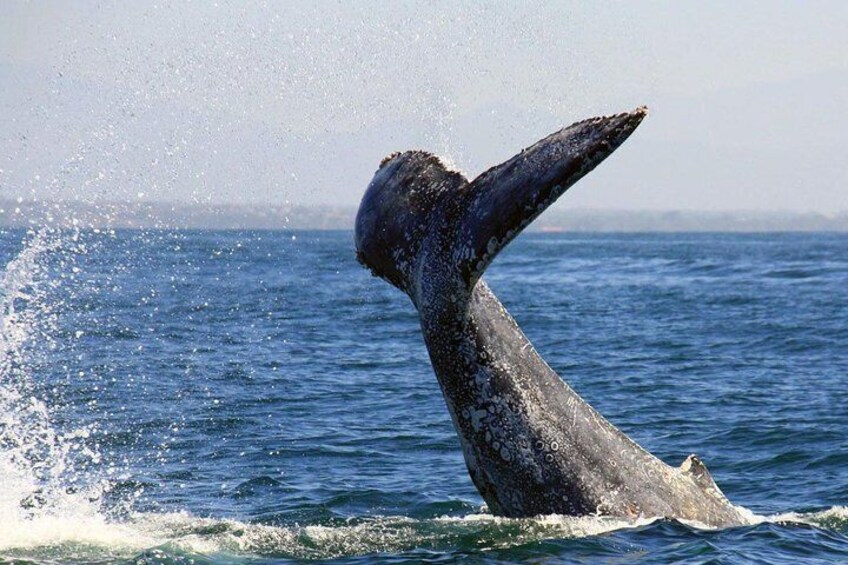 Whale Watching in Puerto Vallarta Cruise All Inclusive