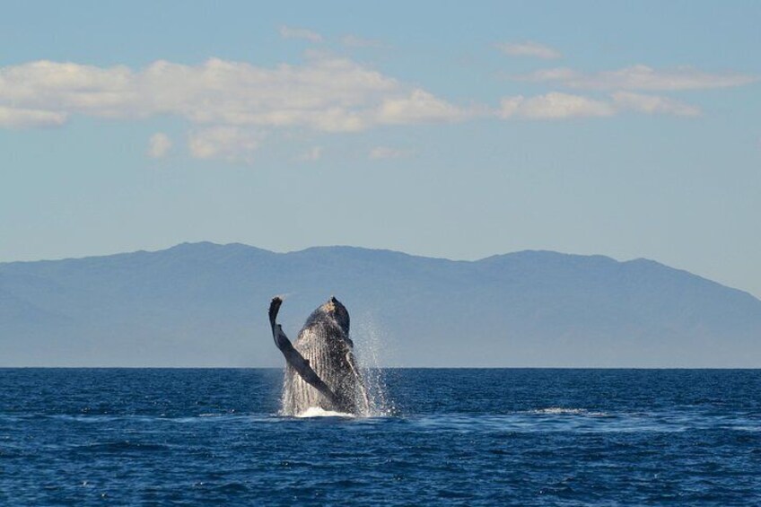 Whale Watching in Puerto Vallarta Cruise All Inclusive