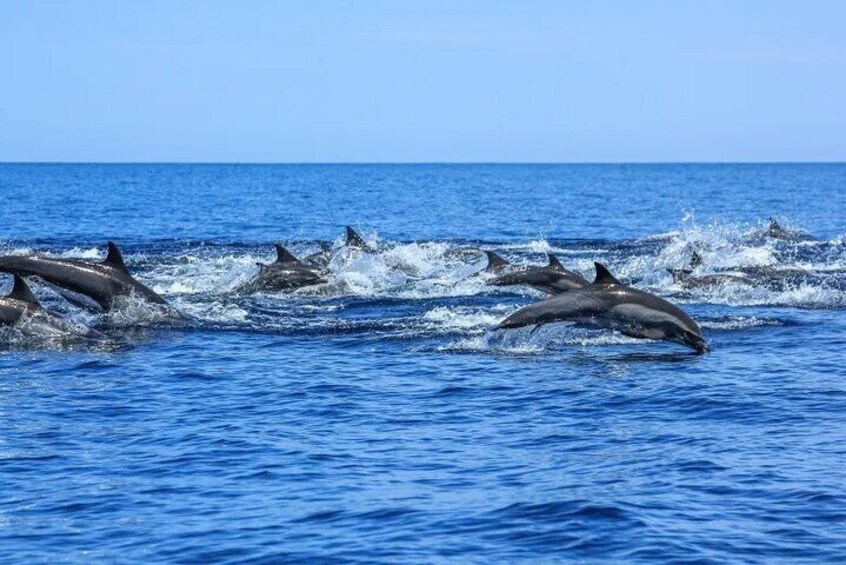 Whale & Dolphin Watching Cruise in Puerto Vallarta All Inclusive