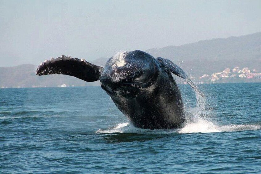 Whale Watching in Puerto Vallarta Cruise All Inclusive