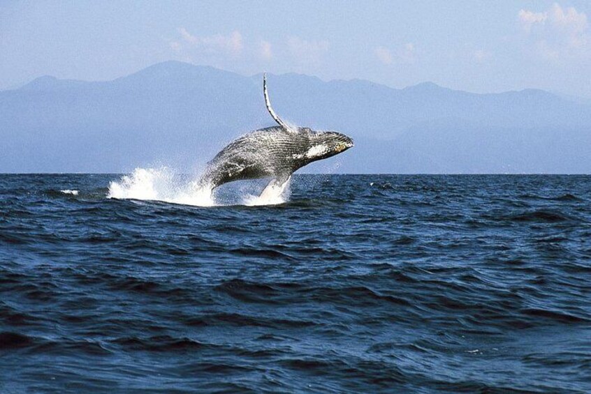 Whale Watching in Puerto Vallarta Cruise All Inclusive