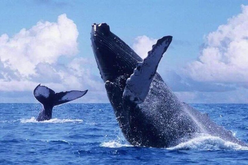 Whale Watching in Puerto Vallarta Cruise All Inclusive