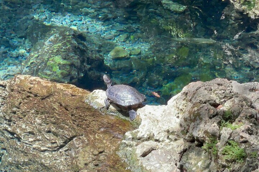 Arenales Caves and River Adventure & Hidden Clear Spring in Puerto Rico