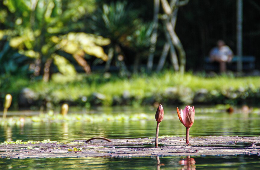 Jeep Tour to Tijuca Rainforest and Botanical Garden