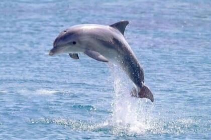 PRIVÉ speedboot snorkelen met dolfijnen Zeereis - Hurghada