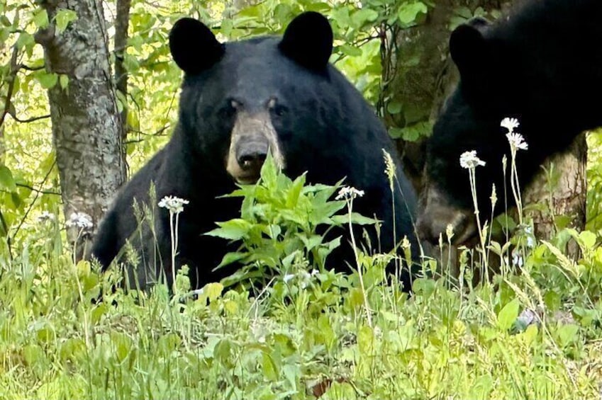 Private Boutique Blue Ridge Parkway Full Day Tour