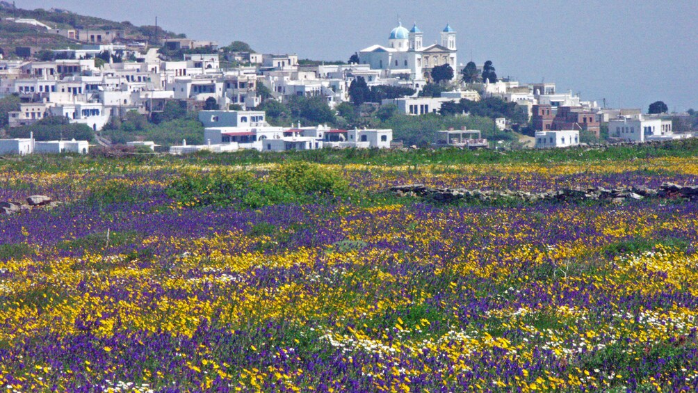 Field of wildflowers with city in the distance in Tinos