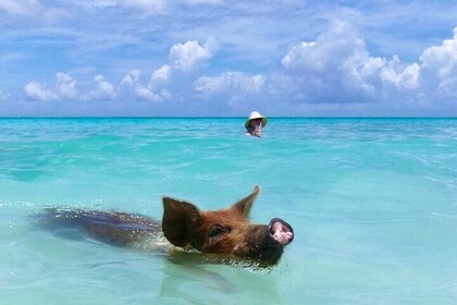 附皮卡的游泳豬：豬不會飛，但它們會游泳！