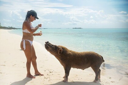 Rencontre avec des cochons nageurs - Les cochons ne peuvent pas voler, mais...