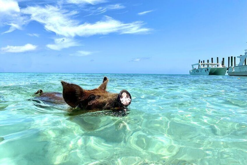 Swimming Pigs with pickup: Pig can't fly, but they do Swim! 
