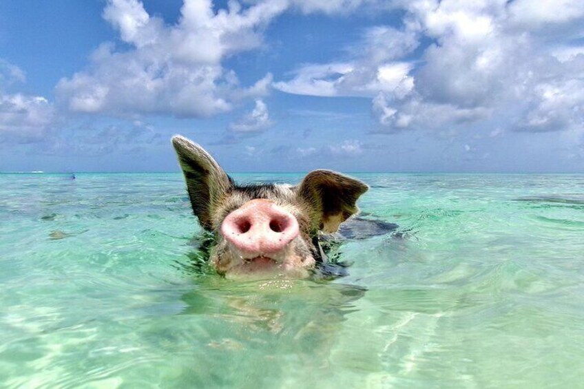 Swimming Pigs with pickup: Pig can't fly, but they do Swim! 