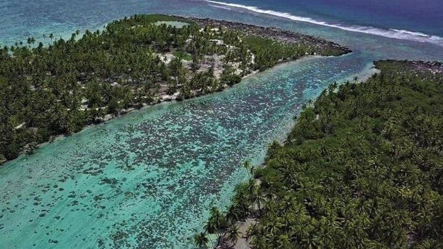 Coral Garden