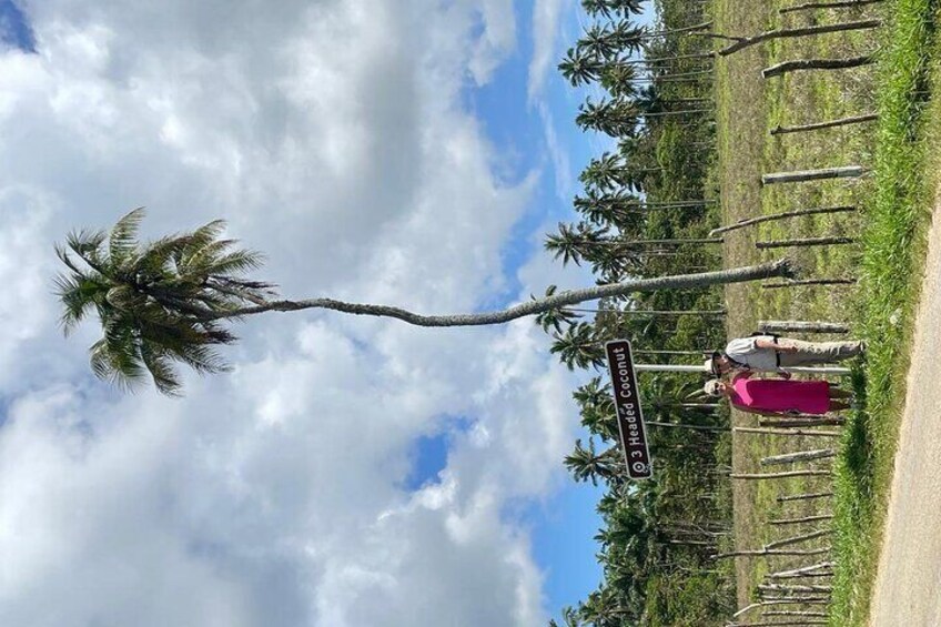 Triple Head Coconut - Only in Tonga 