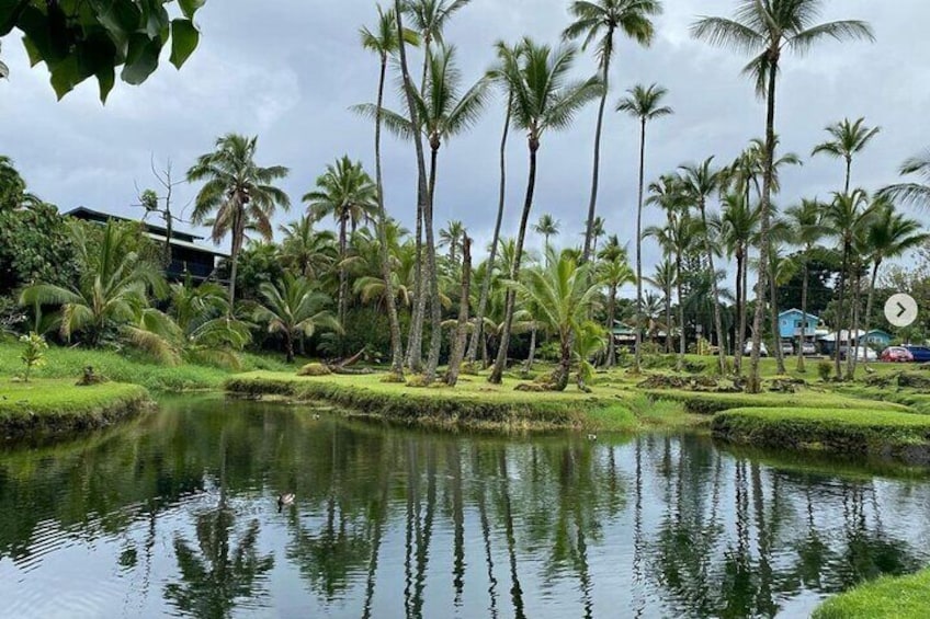 Historic Hilo Bay and Coconut Island Guided Kayak Adventure