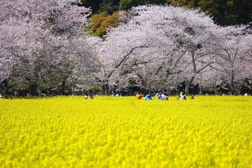 Cherry Blossoms Spot at Aso, the No.1 Cherry Blossoms spot in Kyushu ( About a hour from Fukuoka Airport )