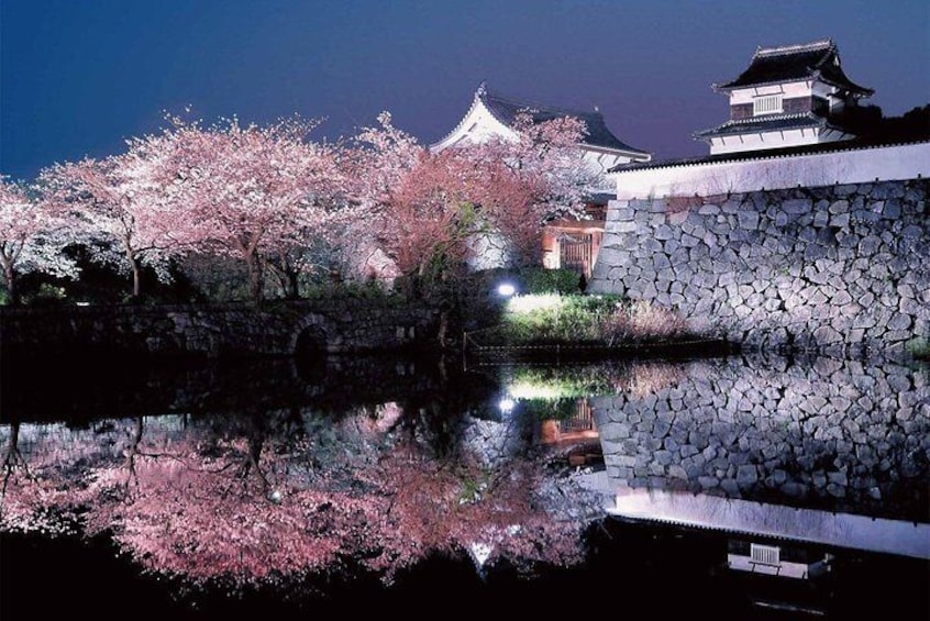 "Fukuoka" castle ruins ( "Yozakura" :night party under cherry trees. View Cherry Blossoms with lighting up)