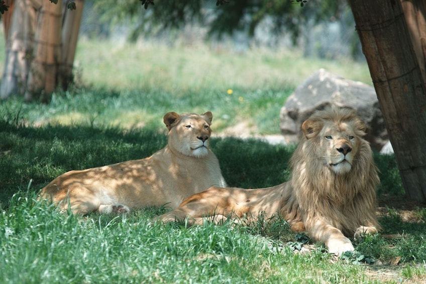 Show item 4 of 5. Two lions lounge at Fuji Safari Park
