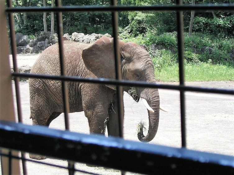 Show item 5 of 5. Elephant at Fuji Safari Park