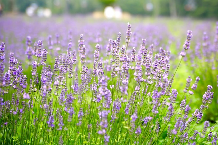 Show item 5 of 6. Gunma: Lavender Park & Waterfall 1 day Private Tour