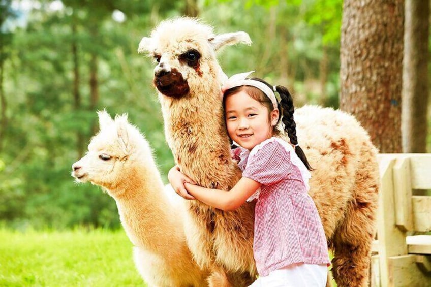 Alpaca World