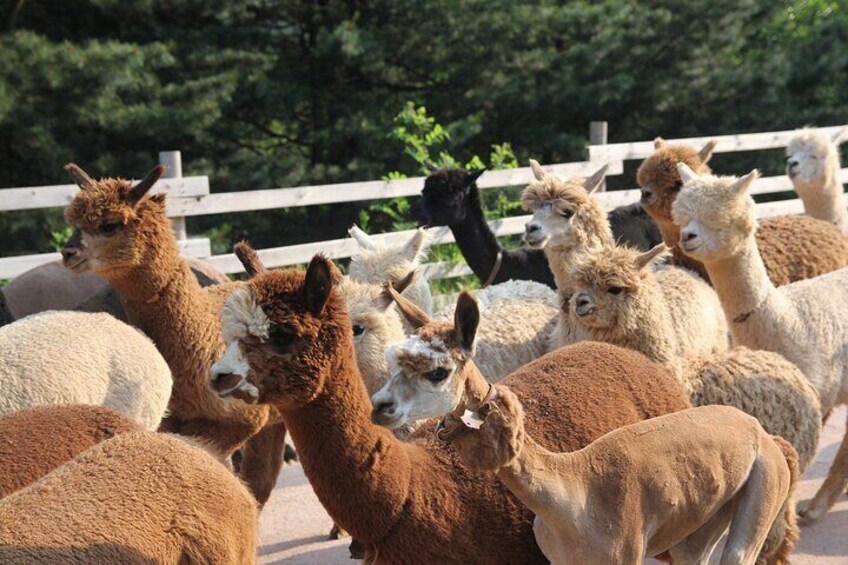 Alpaca World